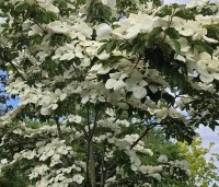 Cornus kousa 'Venus' - Japanse grootbloemige kornoelje ‘Venus' - 9