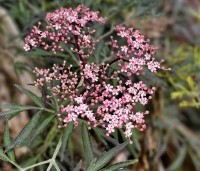 Sambucus nigra 'Black Beauty' - Zwarte vlier 'Black Beauty' - 1
