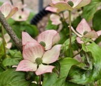 Cornus satomi - Kornoelje - 3