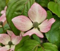 Cornus satomi - Kornoelje - mei 2024