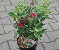 Buddleja davidii 'Butterfly Candy Little Ruby' - dwergvlinderstruik rood - 6