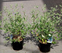 Caryopteris Heavenly Blue