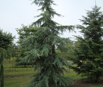 Cedrus deodara