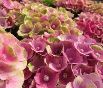 Hortensia 'Magical Amethyst' blijft u met verschillende kleuren verbazen