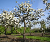 Karaktervolle oude fruitbomen 