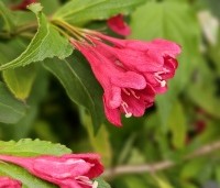 Weigela florida 'Red Prince' - Weigela 'Red Prince' - 2