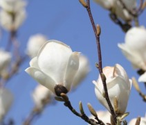 Magnolia Lennei Alba