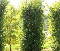 Pyrus calleryana 'Chanticleer' zuilvorm