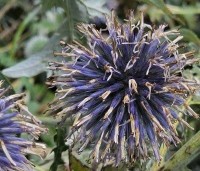 Echinops ritro 'Veitch's Blue' - Kogeldistel - 2