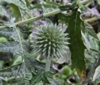 Echinops ritro 'Veitch's Blue' - Kogeldistel - 3