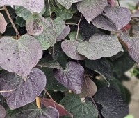 Cercis canadensis 'Ruby Falls' - Amerikaanse Judasboom - 3