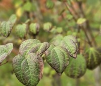 Cercidiphyllum japonicum  - Katsuraboom - blad oktober 2024