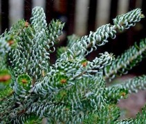 Abies koreana 'Silberlocke'