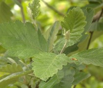 Blad Sorbus intermedia 'Brouwers'