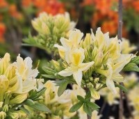 Rhododendron (AP)  'Daviesii' - Azalea 'Daviesii' - 2