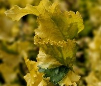 Ulmus hollandica 'Wredei' - Goudiep - 2