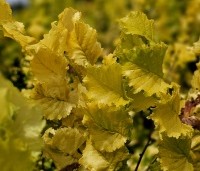 Ulmus hollandica 'Wredei' - Goudiep - 1