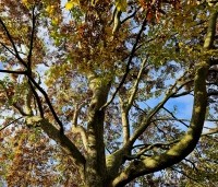 Zelkova serrata - Japanse Zelkova - 5