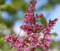 Syringa swegiflexa - Sering swegiflexa - 1