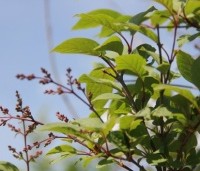Syringa swegiflexa - Sering swegiflexa - 2
