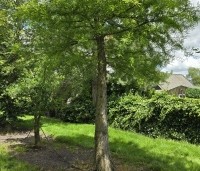 Taxodium distichum - Moerascypres - 3