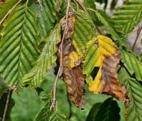 Carpinus betulus 'Pendula' - Treur haagbeuk - 1