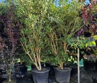 Osmanthus armatus - Schijnhulst - 1