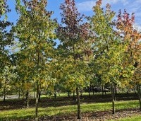 Liquidambar styraciflua - Amberboom - 1