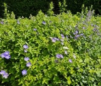 Geranium 'Rozanne' - Ooievaarsbek - 1