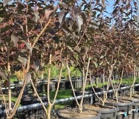 Prunus serrulata 'Royal Burgundy'  - Roodbladige sierkers - 1