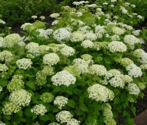 Amerikaanse Hortensia 'Annabelle' in bloei