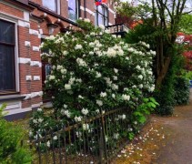 Rhododendron 'Cunningham's White'