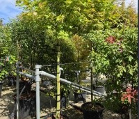Acer shirasawanum 'Jordan' - Japanse Goud-Esdoorn 'Jordan' - 1