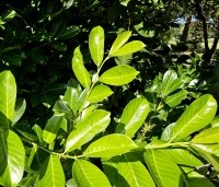 Prunus laurocerasus 'Rotundifolia'  - Laurierkers 'Rotundifolia'  - 1