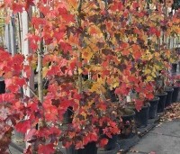 Liquidambar styraciflua 'Rotundiloba - Amberboom 'Rotundiloba' - 1