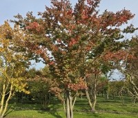 Zelkova serrata - Japanse Zelkova - 1