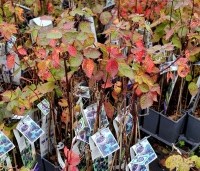 Rubus fruticosus 'Black Satin' - Doornloze braam 'Black Satin' - 1