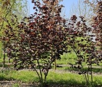 Corylus avellana 'Rode Zellernoot' - Rode hazelnoot  - 1