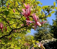 Magnolia 'Galaxy' - Beverboom - 1
