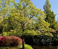 Magnolia 'Galaxy' - Beverboom - 2