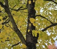 Tilia americana 'Nova' - Amerikaanse linde - 1