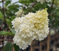 Hydrangea paniculata 'Vanille Fraise' - Pluimhortensia 'Vanille Fraise' - 1