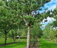 Pinus nigra 'Nigra' - Oostenrijkse den - 2