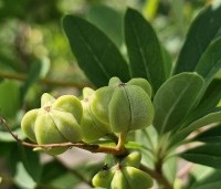 Exochorda macrantha 'The Bride'  - Parelstruik 'The Bride' - vrucht in juni