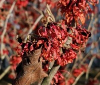 Hamamelis x intermedia 'Diane' - Toverhazelaar 'Diane' - bloei februari 2024
