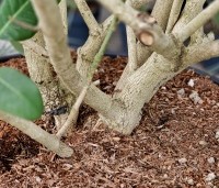 Magnolia sargentiana - Groot blad en grote bloem. Magnolia Sargentiana - 5