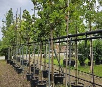Arbutus unedo - Aardbeiboom - 2