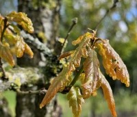 Quercus petraea - Wintereik - 5 jong blad