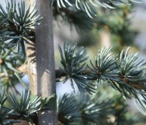Cedrus libani 'Glauca'