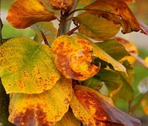 Fagus sylvatica 'Zlatia'